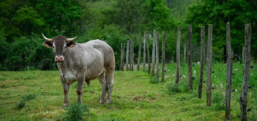 Bœuf de bazas à Limeuil